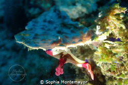 I was just trying out macro photography in Anilao, and I ... by Sophia Montemayor 